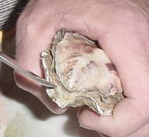 oyster01.jpg (14715 bytes)