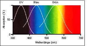 fsehen02.jpg (9123 bytes)